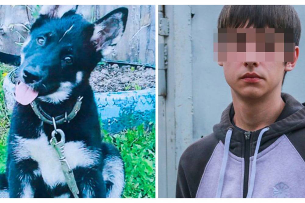 Более 130 тыс. человек подписались в защиту томского подростка с собакой