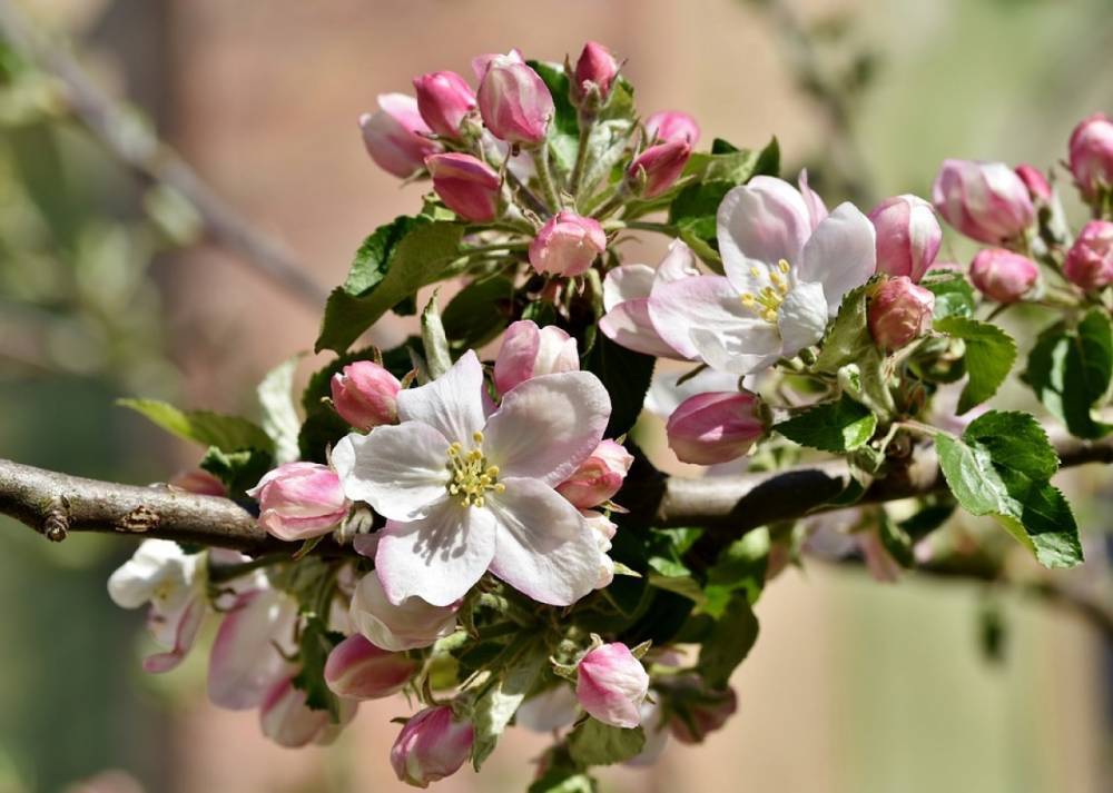 Петербургские яблони перепутали осень с весной и зацвели