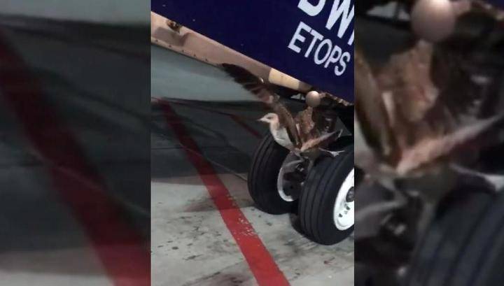 Крупная птица врезалась в самолет "Аэрофлота" при посадке в Шереметьеве