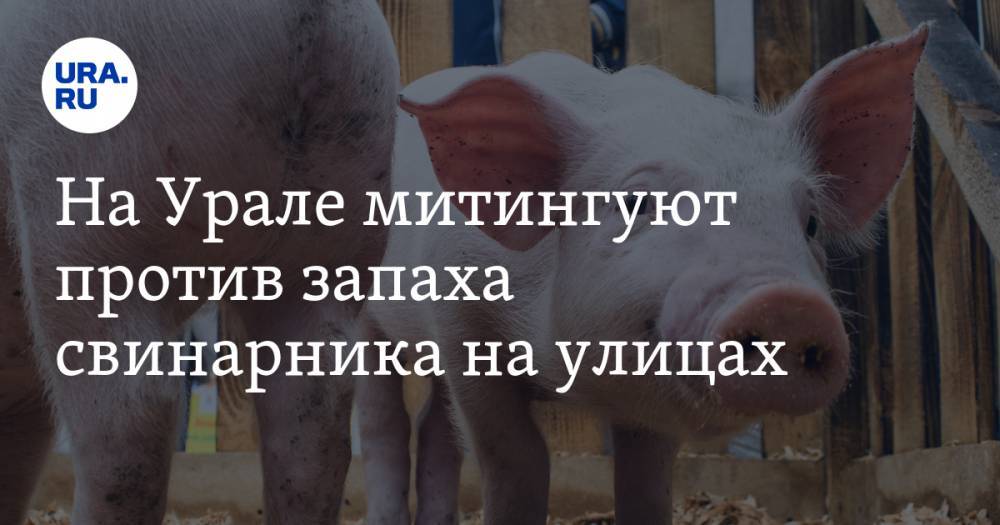 На Урале митингуют против запаха свинарника на улицах