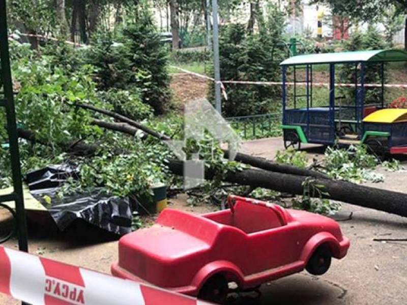 В Краснодаре рухнувшее в детсаду дерево убило 2-летнюю девочку
