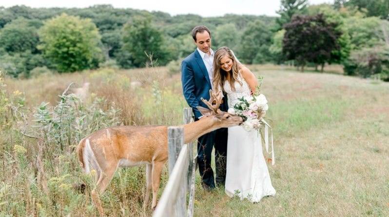 Во время свадебной фотосессии какому-то оленю очень понравился букет невесты, и он его съел
