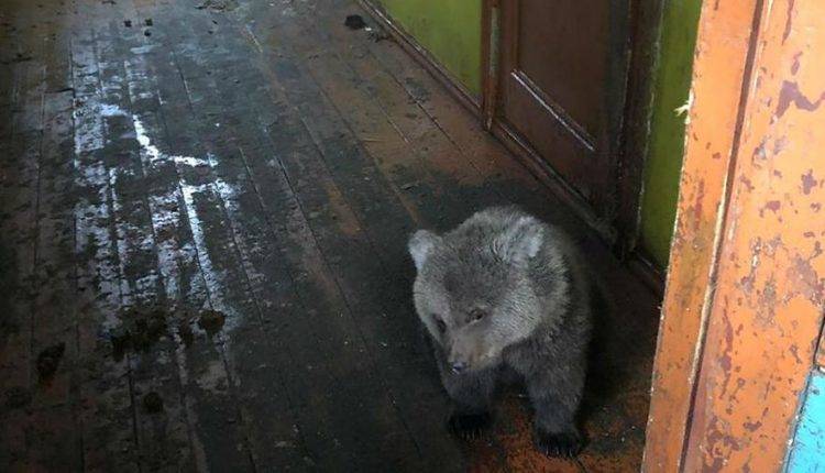 Мурманские полицейские нашли истощенного медвежонка