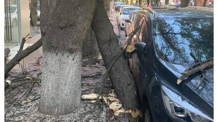 В центре Симферополя сухое дерево повредило автомобиль и многоэтажку
