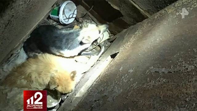 В Красноярске спасли собак, которые застряли в заброшенной шахте