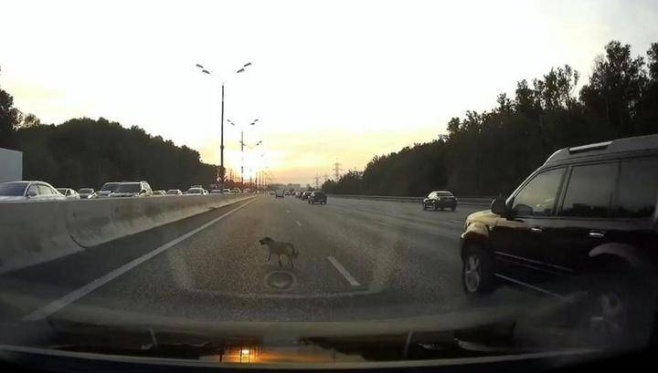 "Стой, друг!": водители перекрыли МКАД ради спасения собаки