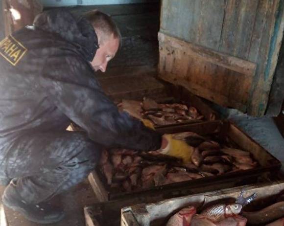 В Югре арестован один из членов группы за незаконный выло 5 тонн рыбы на 20 млн рублей