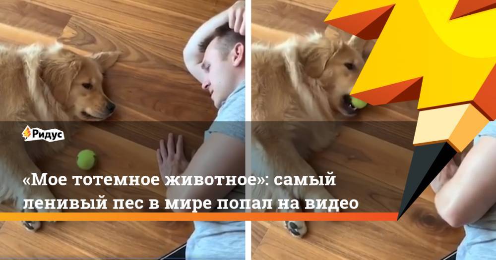 «Мое тотемное животное»: самый ленивый пес в&nbsp;мире попал на&nbsp;видео