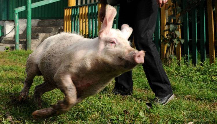 На работу во ФСИН могут начать брать свиней