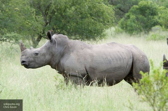 Исследователи создали эмбрион северного белого носорога