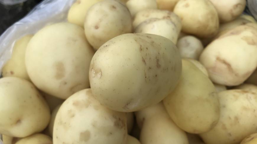 Магаданские агрономы вывели два новых холодоустойчивых сорта картофеля