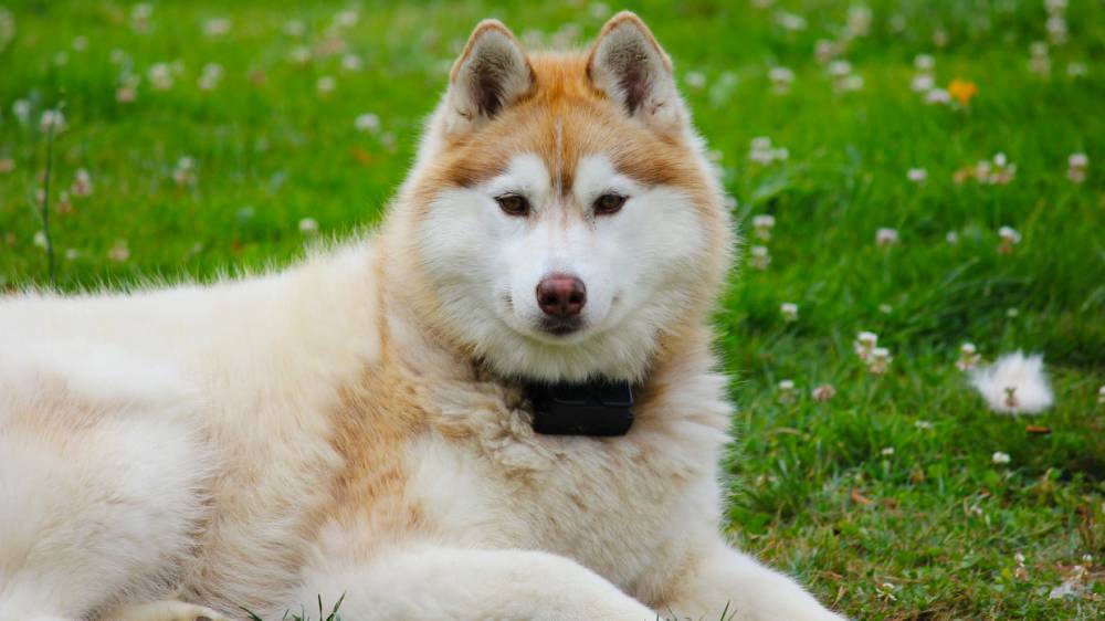 Стало известно, сколько петербуржцы потратили на нянь для собак минувшим летом