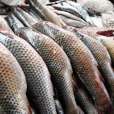 Квот на вылов рыбы в России не будут менять ещё три года