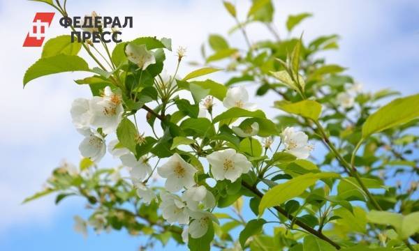 Садоводы Красноярского края получили 18 миллионов рублей в виде грантов