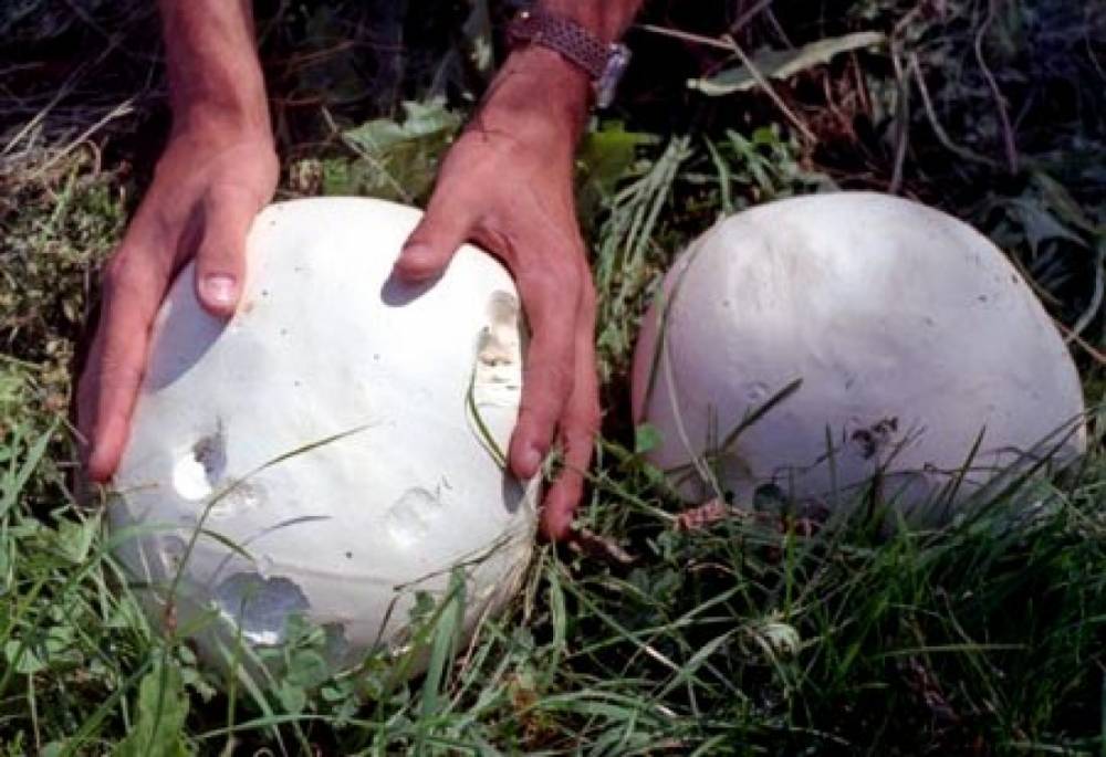 На поле в Псковской области по кругу выросла дюжина огромных грибов