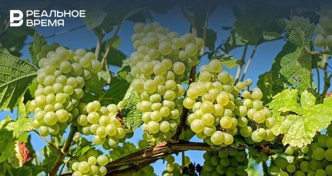 В Казани откроется выставка винограда