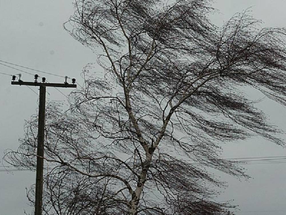 МЧС предупредило петербуржцев о дождях с сильным ветром в пятницу