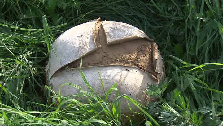 На поле под Псковом выросли грибы-гиганты с шляпками больше баскетбольного мяча