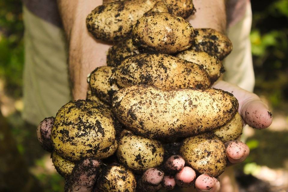 Ученые из Магадана вывели новые хладоустойчивые сорта картофеля