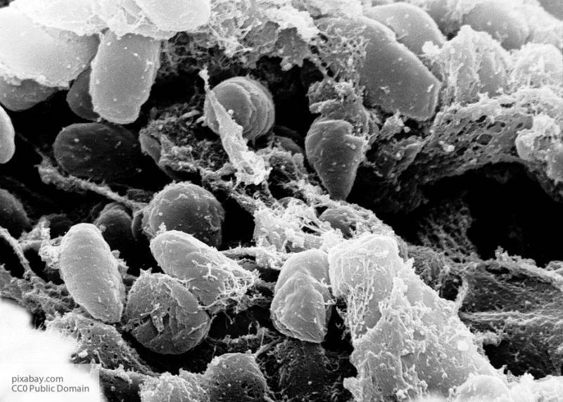 Ученые рассказали, зачем нужна бактериальная карта человеческого организма