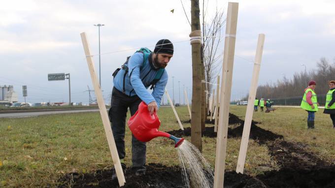 Смольный научит петербуржцев правильно сажать деревья в городе