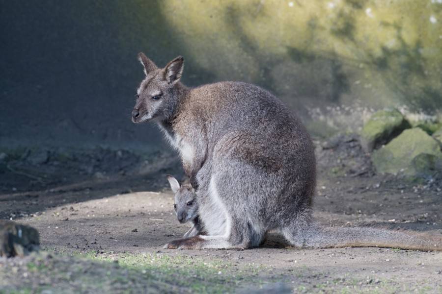 Ученые описали вид вымерших кенгуру