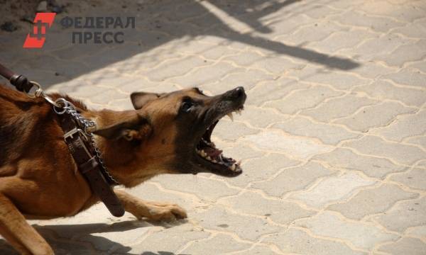 Жители Нижневартовска боятся, что на их детей нападет бойцовский пес