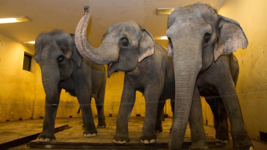 На Шри-Ланке слоны напали на людей во время праздничного шествия