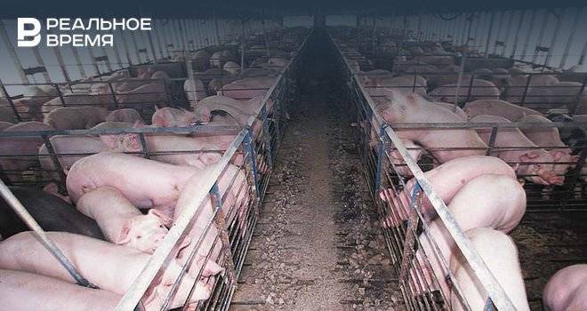 Уральская мясная компания построит в Башкирии два свинокомплекса за 3 миллиарда рублей