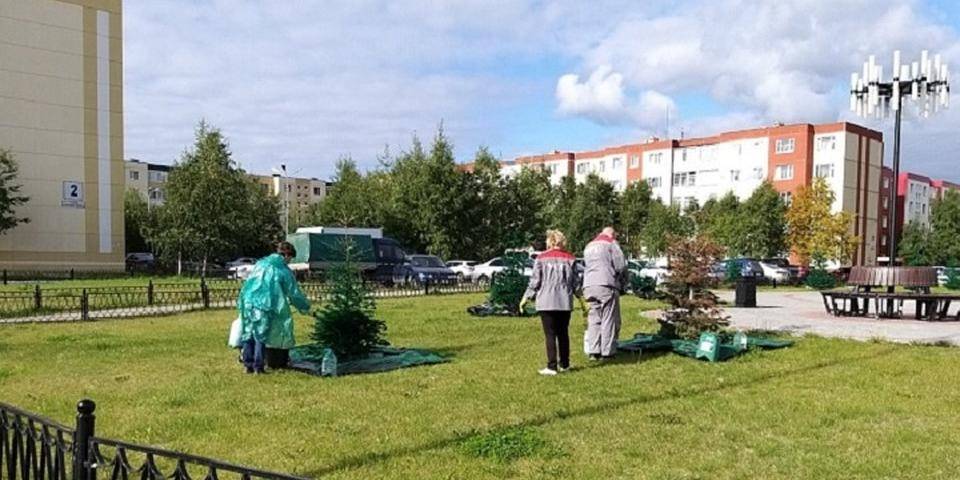 В Когалыме к приезду министра спорта РФ покрасили елки и траву в зеленый цвет
