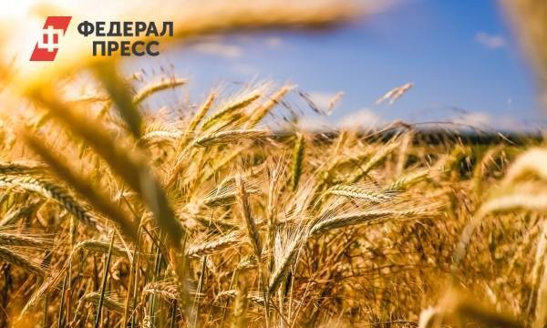 Темпы уборки урожая в Новосибирской области в пять раз превысили прошлогодние