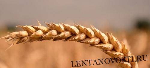 Мировые фьючерсы на пшеницу упали в ожидании отчета USDA