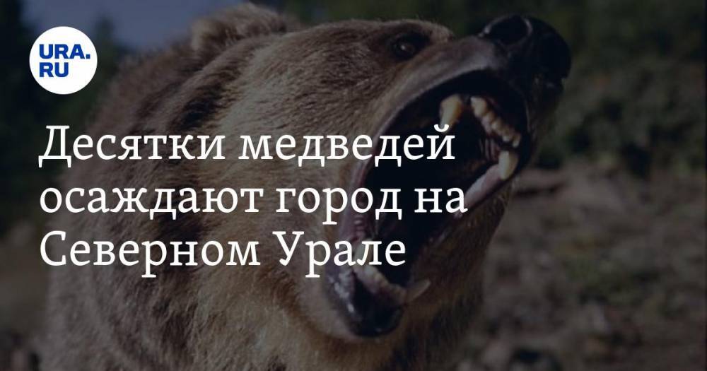 Десятки медведей осаждают город на Северном Урале