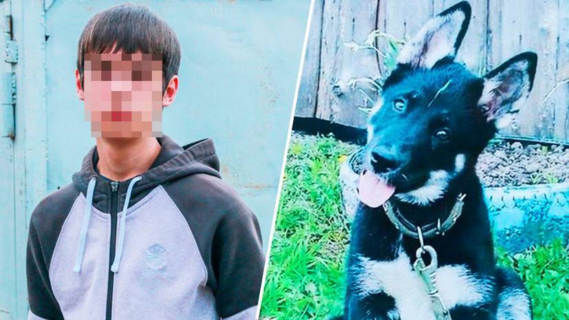 «С учётом повышенного резонанса»: дело томского подростка, пытавшегося спасти щенка, вернули прокурору
