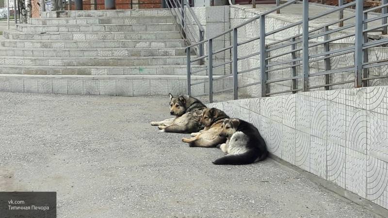 Собаки в Норвегии массово умирают от внезапной инфекционной болезни