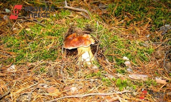 Россиянам дали советы по сбору грибов