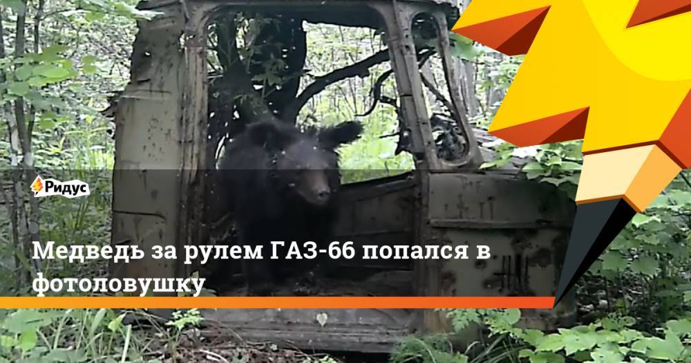 Медведь за рулем ГАЗ-66 попался в фотоловушку