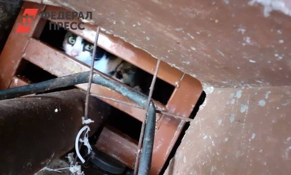 Жильцы тюменской многоэтажки воюют с управляющей компанией из-за кошек