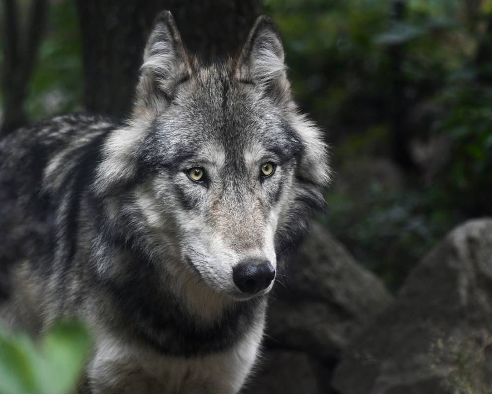 В Усть-Вымском районе подстрелили крупную волчицу