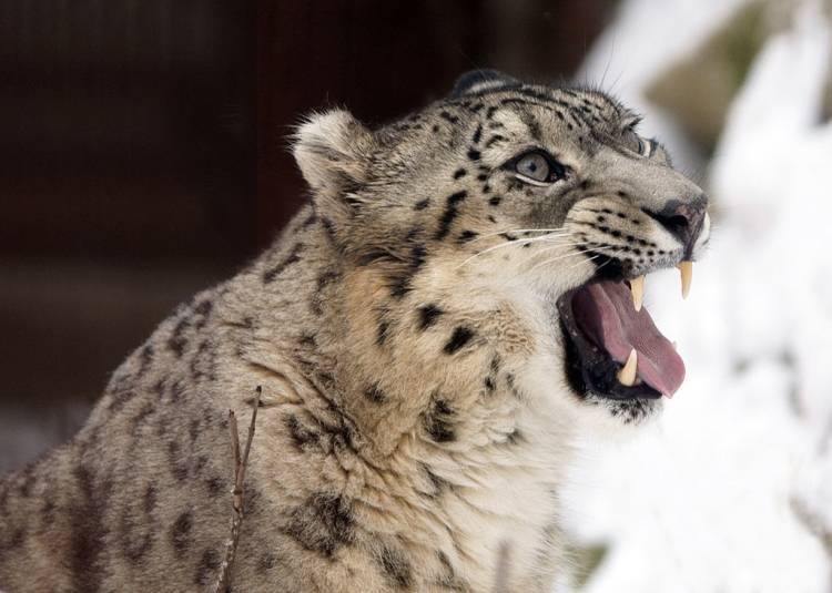 Котят снежного барса на Алтае назвали предложенными в соцсетях именами