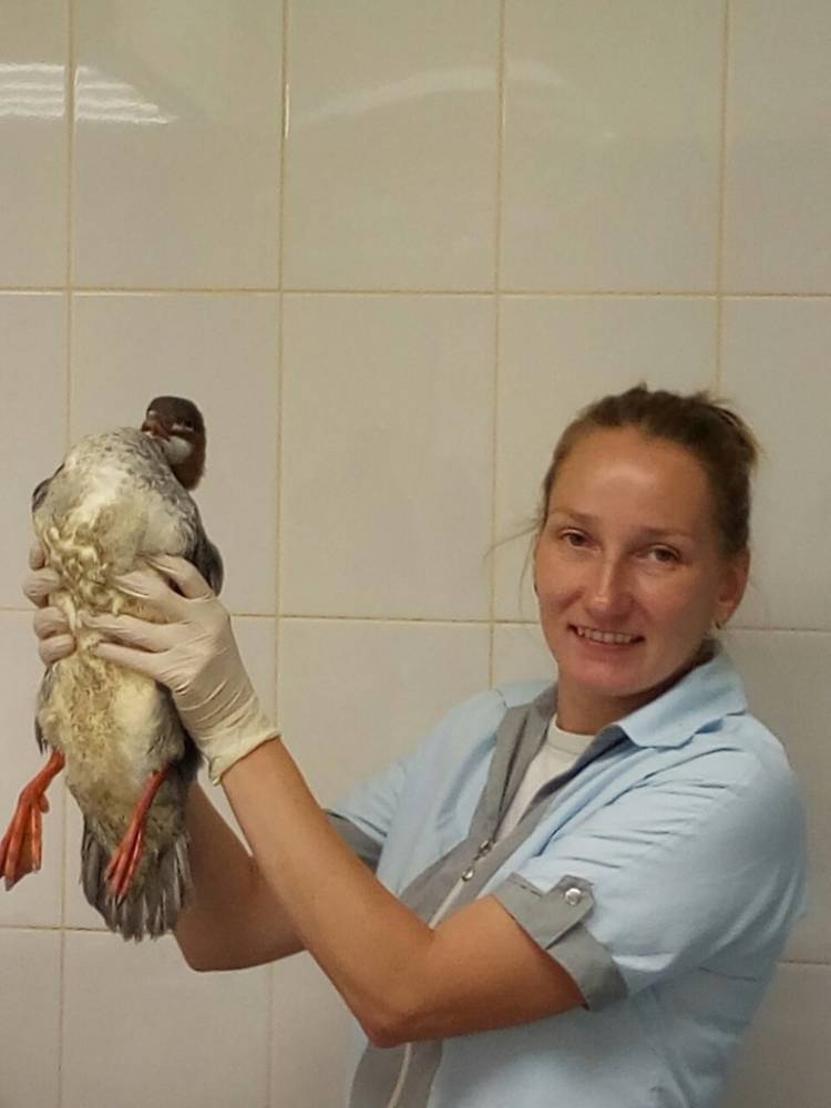 В Карелии ветеринар спасла проглотившую крючок утку