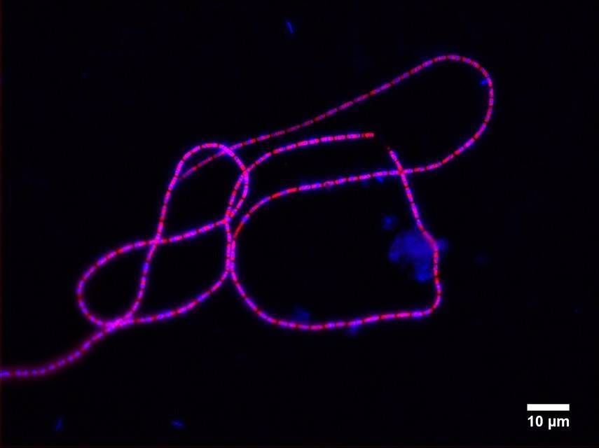 Ученые создали электрическую цепь из бактерий (Видео)
