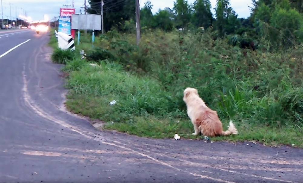 Собака 4 года ждала хозяина и дождалась (видео)