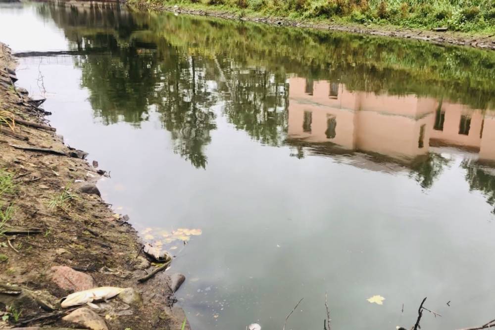 Росприроднадзор нашел причину гибели рыб в Малоневском канале в Шлиссельбурге