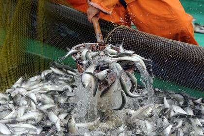 Изменение квот на вылов рыбы в России отложили