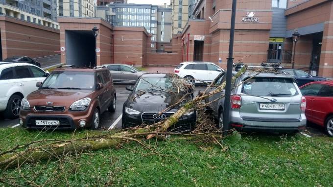 Штормовой ветер повалил деревья в нескольких районах Петербурга