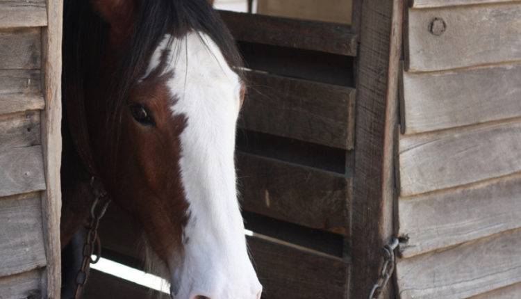 Спортдайджест: конь-чемпион попался на запрещенном препарате