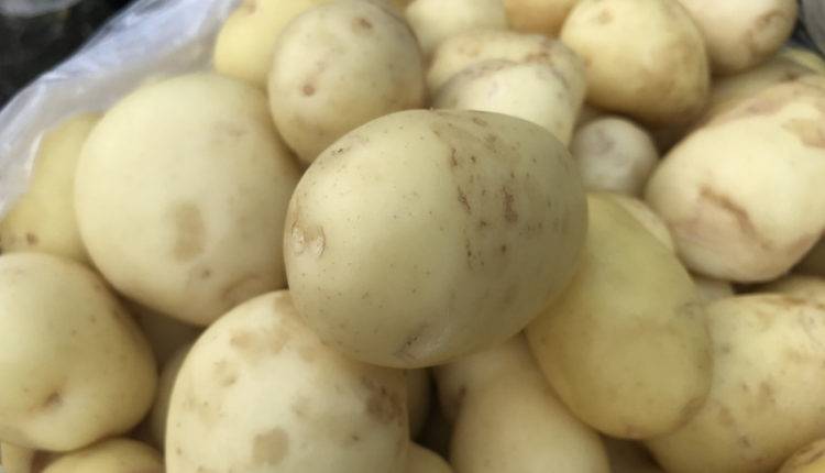 Магаданские агрономы вывели два новых холодоустойчивых сорта картофеля