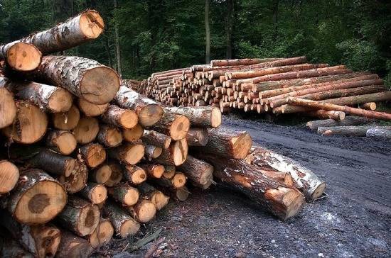 Необходимо защитить лесной фонд от вырубания, заявил Андрейченко