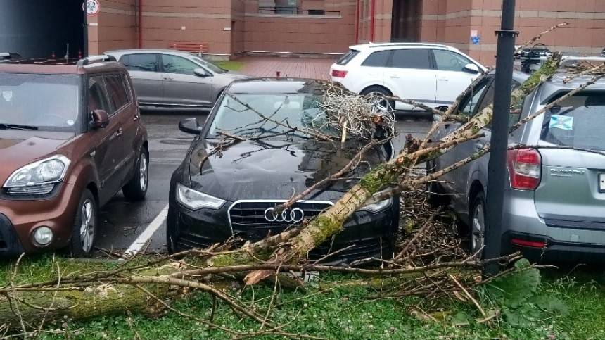Штормовой ветер в Петербурге повалил деревья на припаркованные автомобили